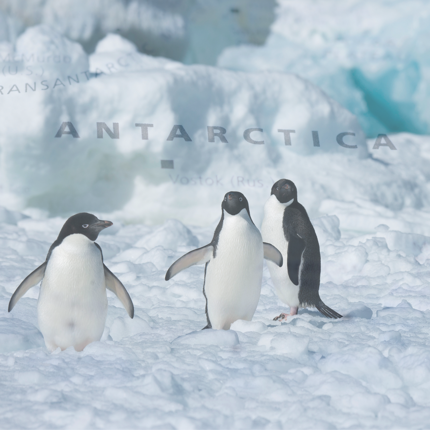 Antarctica travel tees